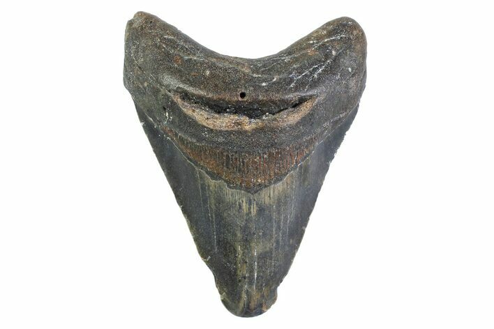 Fossil Megalodon Tooth - North Carolina #373160
